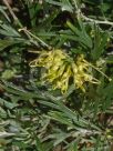 Grevillea Lemon Supreme