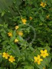 Kerria japonica