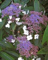 Hydrangea strigosa