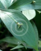 Ruscus hypophyllum