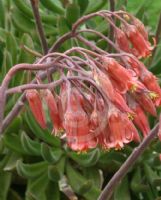 Cotyledon orbiculata oblonga