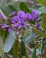 Hovea lorata