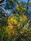 Grevillea Yamba Sunshine