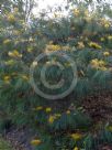 Grevillea Yamba Sunshine