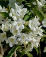 Weigela florida Alba