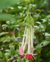 Fuchsia boliviana Alba