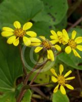 Farfugium japonicum