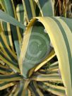 Agave americana Variegata