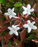 Abelia grandiflora dwarf
