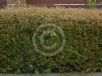 Abelia grandiflora dwarf