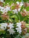 Abelia grandiflora Gold Spot Group