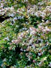 Abelia grandiflora Gold Spot Group