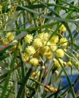 Acacia chamaeleon