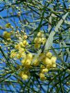 Acacia chamaeleon