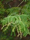 Acacia trachyphloia