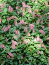 Acalypha herzogiana Pink Candles