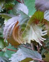 Acalypha wilkesiana Moorea