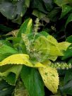 Acalypha wilkesiana Tahitian Gold