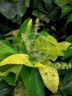 Acalypha wilkesiana Tahitian Gold