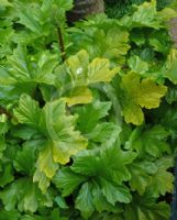 Acanthus mollis Hollard's Gold