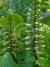 Acanthus mollis Hollard's Gold