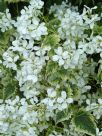 Lunaria annua Alba Variegata