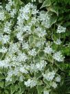 Lunaria annua Alba Variegata