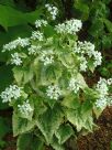 Lunaria annua Alba Variegata