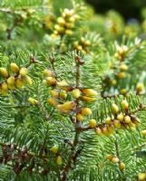 Abies grandis
