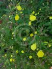 Calceolaria tripartita
