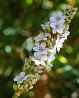 Aristea capitata pink