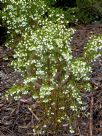 Boronia heterophylla Moonglow