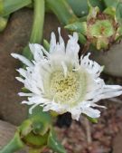 Carpobrotus rossii white