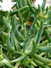 Carpobrotus rossii white