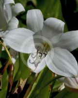 Crinum moorei Alba