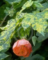 Abutilon pictum Mardi Gras