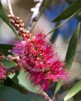 Melaleuca quinquenervia red flowered form