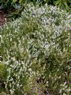 Erica carnea Alba