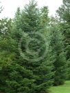 Abies alba