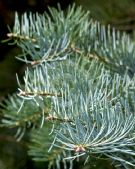 Abies concolor