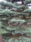 Abies concolor