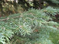 Abies lasiocarpa