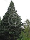 Abies lasiocarpa