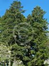 Abies nordmanniana