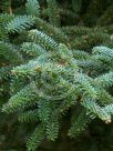 Abies pinsapo