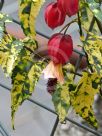 Abutilon megapotamicum Variegatum