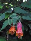 Abutilon milleri