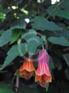 Abutilon milleri