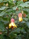 Abutilon milleri