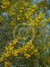Acacia acuminata